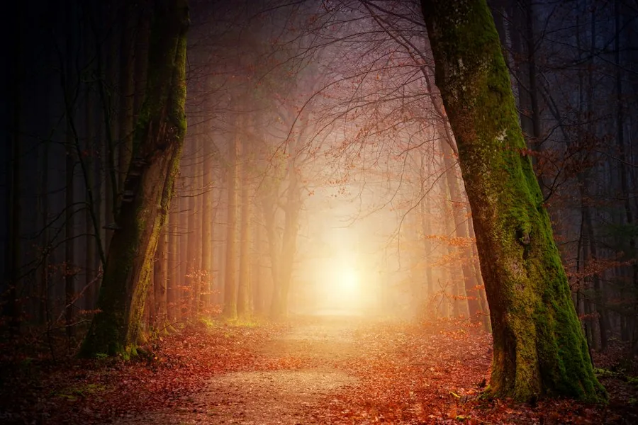 Sunlight glowing at the end of a forest path (illustrative stock photo)